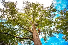 Best Tree Risk Assessment  in Kenvil, NJ