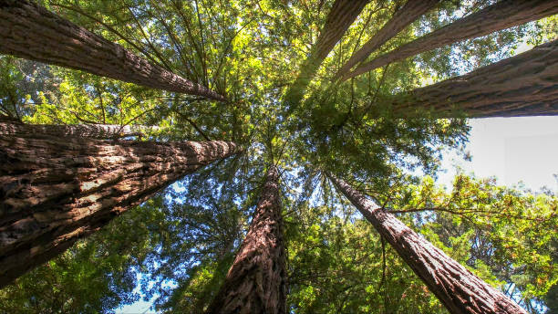 Best Commercial Tree Services  in Kenvil, NJ