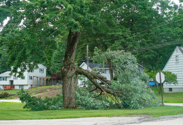 Tree and Shrub Care in Kenvil, NJ
