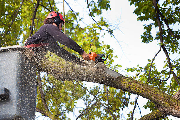 Best Stump Grinding and Removal  in Kenvil, NJ